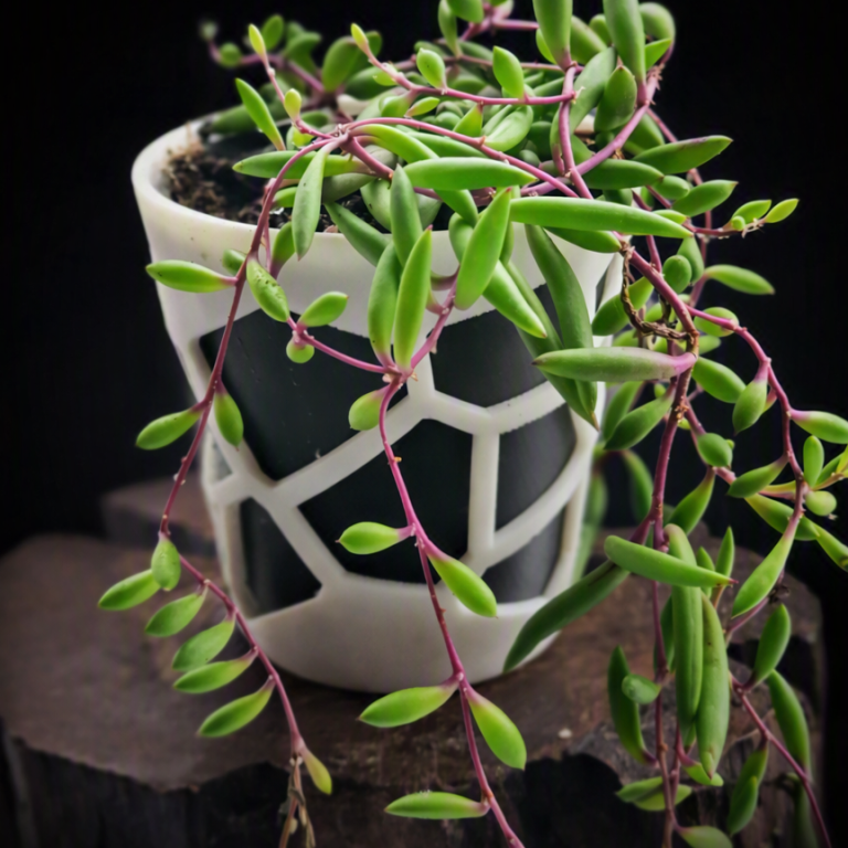 VORONOI CACTUS & FLOWER PLANTER POT